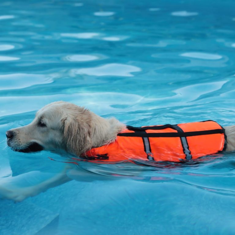 Canine hydrotherapy. Canine luxating patella. Dogs and hip dysplasia. IVDD dogs. Canine arthritis treatment