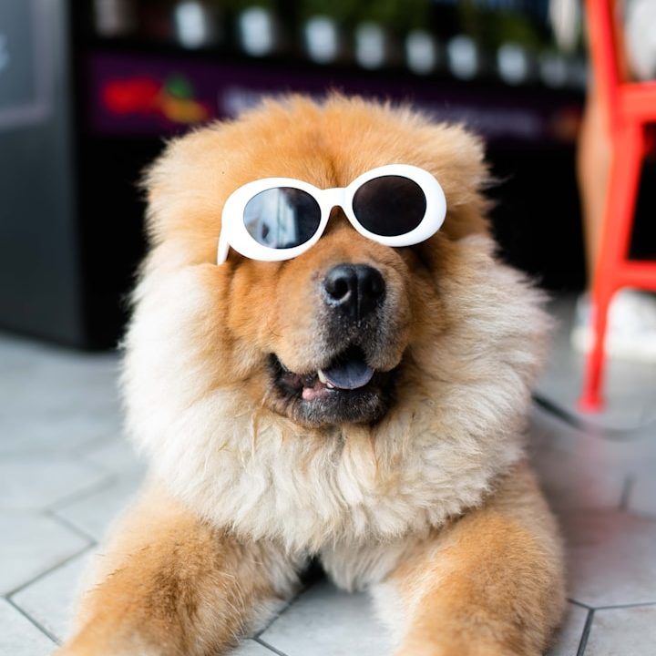 laser treatment for dogs. Therapeutic laser for dogs. Companion Animal Health laser. Class 4 laser
