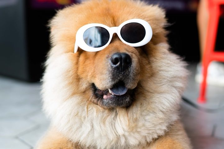 Dog Laser therapy. Laser treatment for dogs. Canine laser therapy