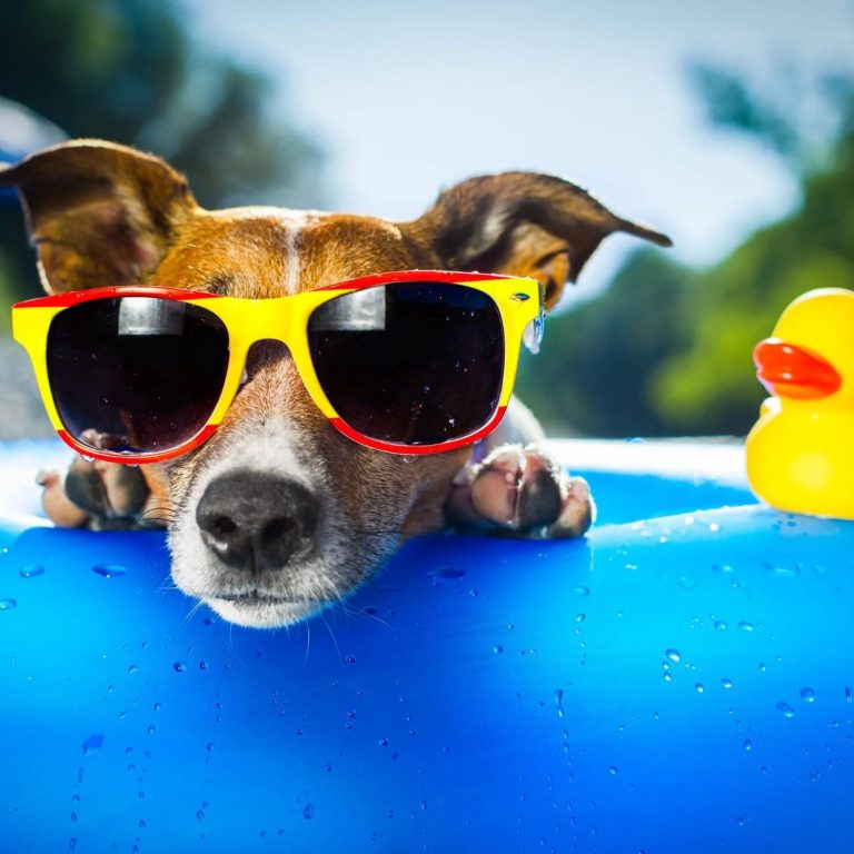 Canine Hydrotherapy. Hydrotherapy for dogs near me. hydro pool for dogs North Devon
