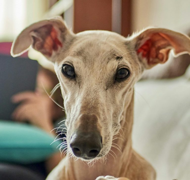 dog laser therapy. dog massage. dog physio. hydro for dogs.
