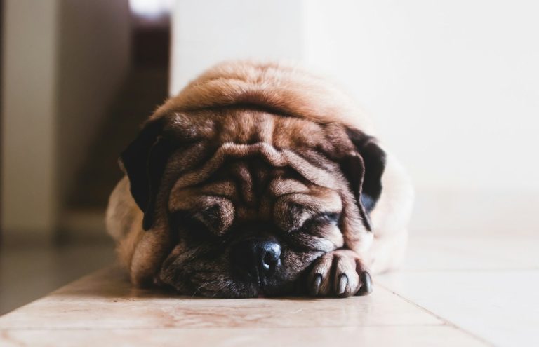 hydro pool for dogs. physio dogs. Hip problems in dogs. IVDD for dogs. canine luxating patella