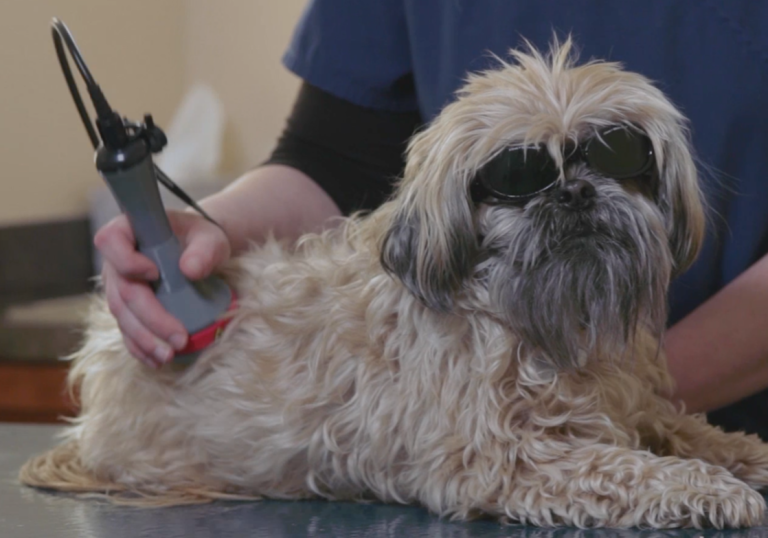 Dog laser therapy near me. canine laser treatment. IVDD dachshund. canine elbow dysplasia. arthritis symptoms. pain free treatment for dogs