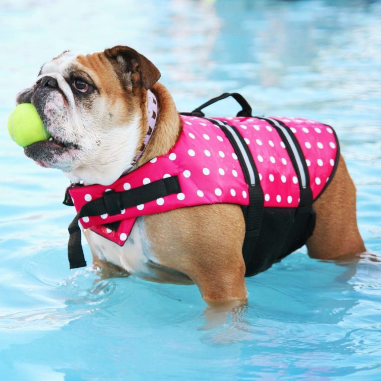 hydrotherapy for dogs near me. elbow dysplasia in Labradors. hip dysplasia