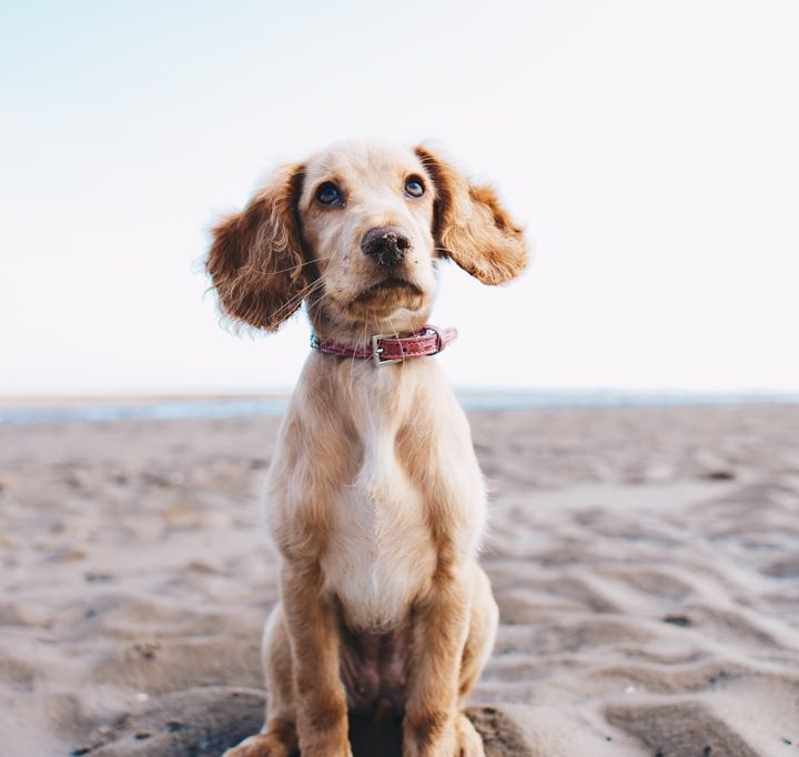 Arthritis in dogs. Arthritis symptoms. Cruciate Ligament dogs. IVDD dogs. Hip dysplasia
