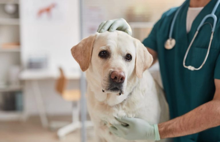 Veterinary referral for hydrotherapy. veterinary referral for physiotherapy. Good joint supplements. Arthritis symptoms