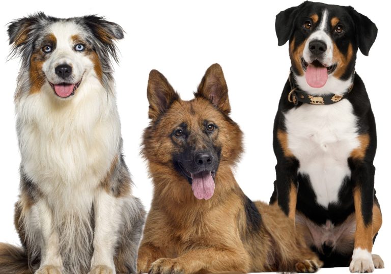 Dog physio. dog physiotherapy near me. Hydrotherapy near me. Canine Hydrotherapy
