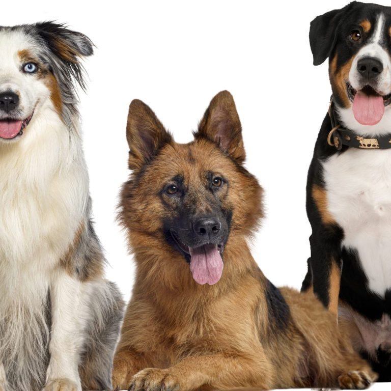 Prices for dog physiotherapy. Prices for canine hydrotherapy. Price for dog laser treatment. Price for dog massage in North Devon