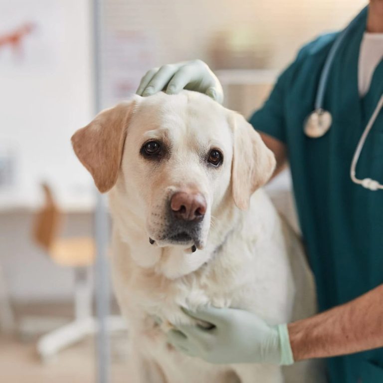 IVDD in dogs, Spondylosis in dogs. spondylitis in dogs. Degenerative myelopathy. Vestibular disease