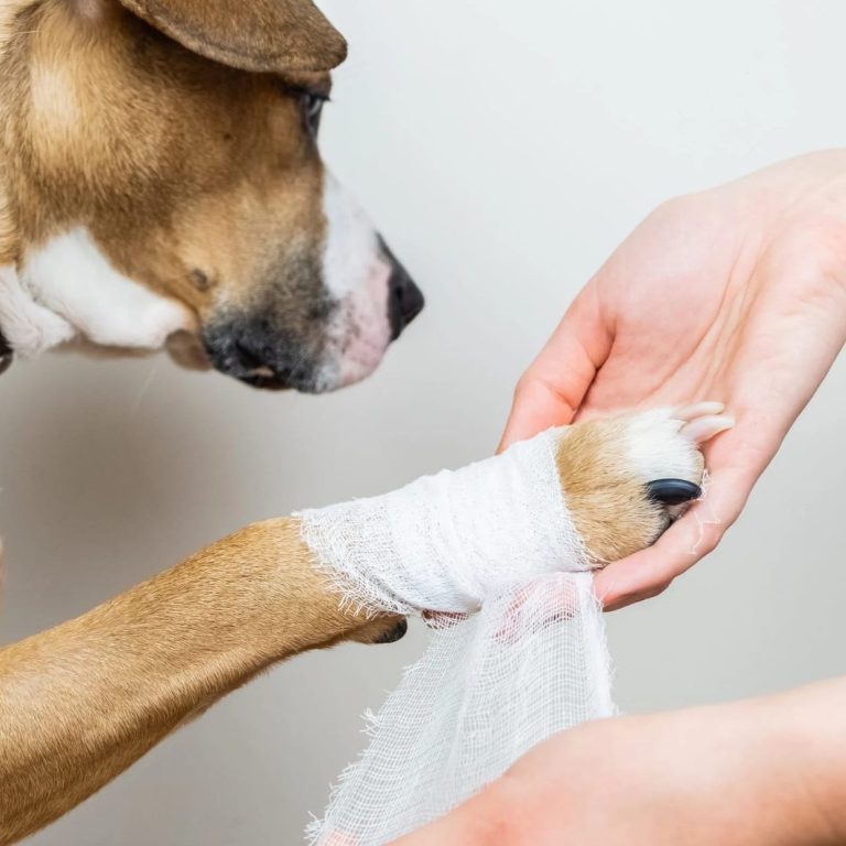 Dog weight management. post surgery care in dogs. Wound and injury repair in dogs