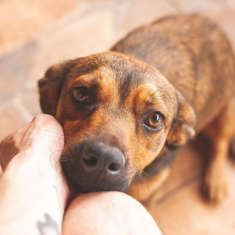 canine massage. Dog massage. post surgery post. pain relief for dogs massage