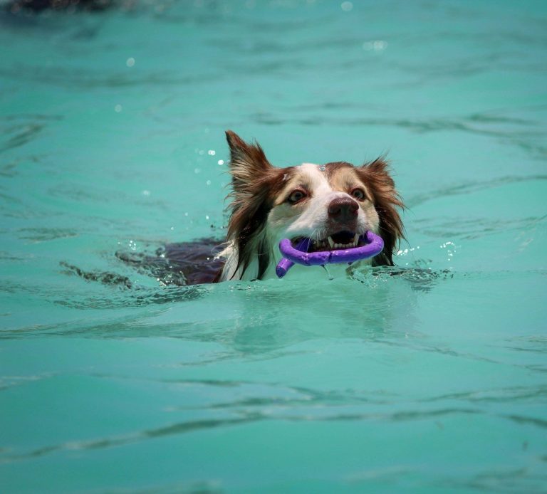 canine hydrotherapy. canine hip problems. arthritis therapy for dogs. cruciate dog. elbow dysplasia in dogs