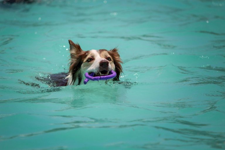 Hydrotherapy for dogs near me. Hydro for dogs. Hydro pool for dogs near me. Canine hydrotherapy
