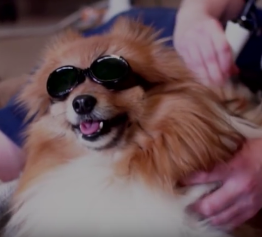 Canine laser therapy. laser treatment for dogs. arthritis symptoms. OA dogs. canine dysplasia