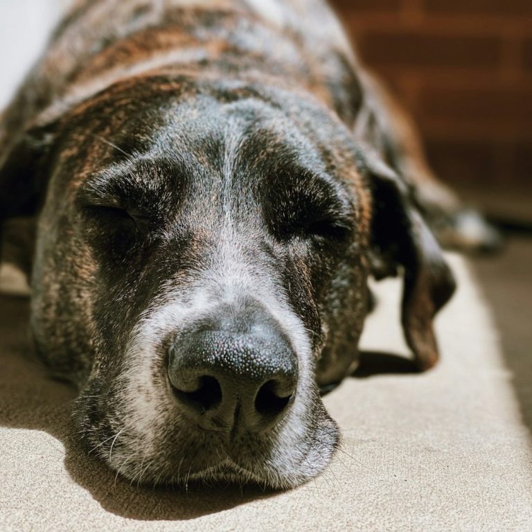 Dog arthritis treatment. Canine arthritis treatment. canine cruciate. canine hip problems