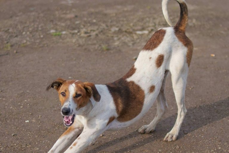 Physiotherapy for dogs. Dog physiotherapy near me. Dog physio