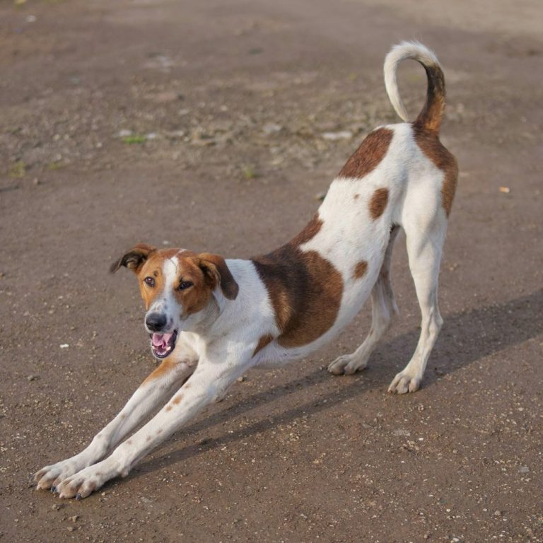 Dog Physiotherapy. dog physiotherapist. Dog physiotherapy near me. North Devon