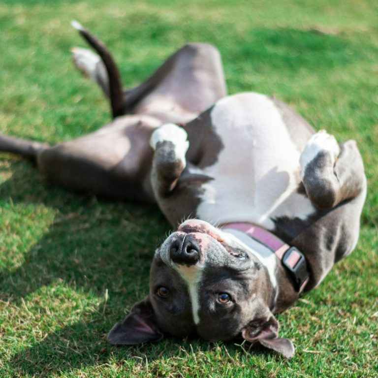 dog physiotherapy near me. arthritis care for dogs. cru ligament dogs. dog with patellar luxation. canine IVDD