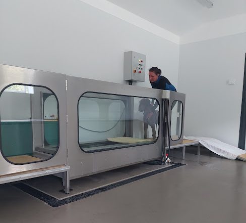 Dog hydrotherapy treadmill. dogs and arthritis. elbow dysplasia in dogs. hip displacement in dogs