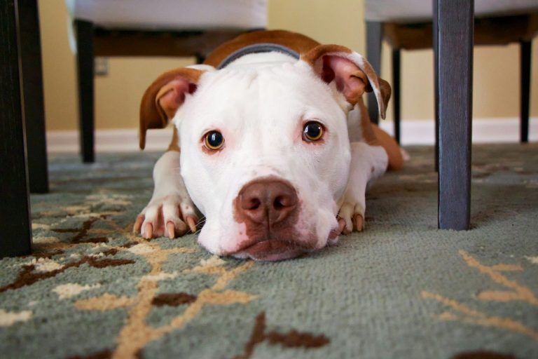 Dog massage. Massage doggy. Dog massage near me
