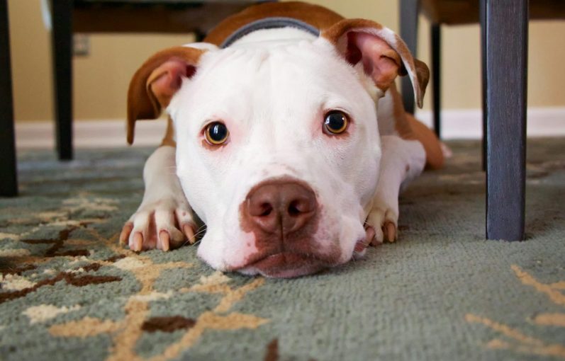 Dog massage. Massage doggy. Dog massage near me